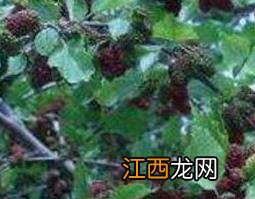 岩马桑怎么泡酒最好 岩马桑怎么泡酒