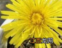 玫瑰花和蒲公英泡水有什么好处 蒲公英泡水有什么好处