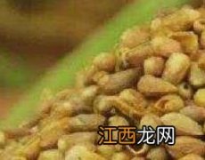 柏子仁泡水喝的功效与作用 柏子仁泡水喝的功效与作用及禁忌