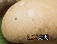 马屁包的功效与作用和禁忌 马屁包的功效与作用