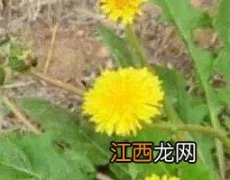 黄花郎有什么功效 黄花郎的功效与作用