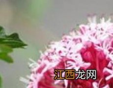 臭牡丹根的功效与作用 臭牡丹根的功效与作用图片