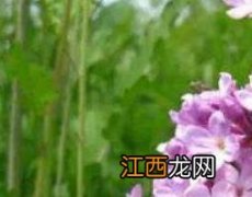 生芫花的功效与作用用量外敷 生芫花的功效与作用