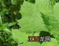 豨签草的功效与作用及药用价值 中草药豨签草的功效