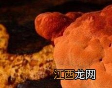 牛樟芝的功效与作用 牛樟芝的功效与作用及禁忌