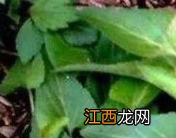 犁头草每天能泡水喝吗 犁头草可以煮水喝吗