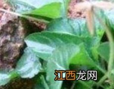 犁头草的功效与作用图片 犁头草的功效与作用