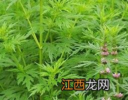 益母草粉怎么吃效果好 益母草粉怎么吃