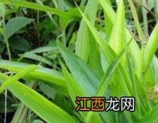 淡竹叶的功效与作用的功能与主治与用量 淡竹叶的功效与作用