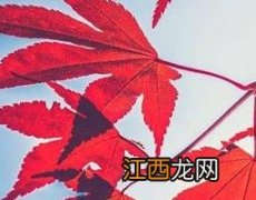 枫树叶的功效与作用 三角枫树叶的功效与作用