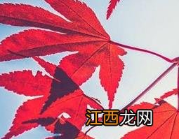 枫树叶的功效与作用 三角枫树叶的功效与作用