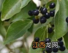 樟树籽的作用和功效有来医生 樟树籽的作用和功效