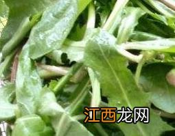 多裂蒲公英有什么功效 多裂蒲公英可以吃吗