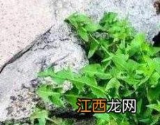 蒲公英根怎么腌制 蒲公英根怎么腌制才好吃