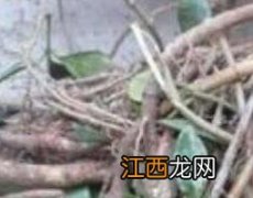 宽筋藤的作用与功效禁忌 宽筋藤的作用与功效