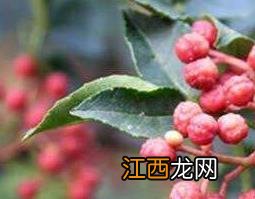 生姜泡脚的功效与作用 花椒水泡脚的功效与作用