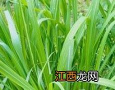 香茅油的功效与作用 黑金刚香茅油的功效与作用