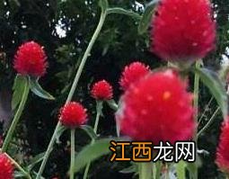 千日红是什么 千日红是什么花图片