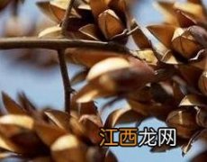 香铃子泡水有什么用 香铃子泡茶有什么功效