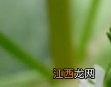 仙桃草泡酒的功效与作用 仙桃草泡酒的功效与作用是什么