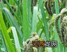 粟米功效有什么 粟米草的功效与作用