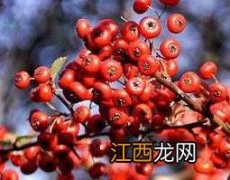 醋五味子泡水喝的功效与禁忌 醋五味子泡水喝的功效