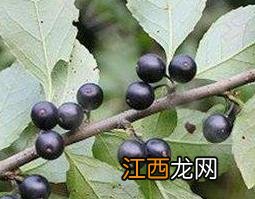 称星木根的功效与作用 称星木根的功效与作用及禁忌