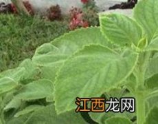 广藿香叶的功效与作用图片 广藿香叶的功效与作用