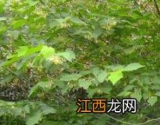 八角枫的功效与作用 八角枫的功效与作用治什么病