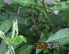 金鸡毛草的功效与作用图片 金鸡毛草的功效与作用