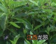 金鸡毛草怎么吃 金鸡毛草怎么吃生吃