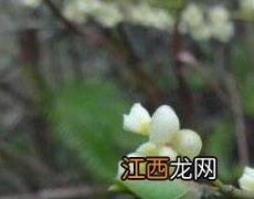 山苍子花的功效与作用及食用方法 山苍子花的功效与作用