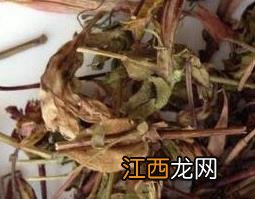 青叶胆草的功效与作用 青叶胆草的功效与作用