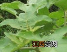 刺茄子的功效和作用 刺茄果子的功效