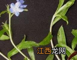 接骨仙桃草的功效与作用 接骨仙桃草的功效与作用