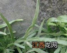 凤尾草的功效与作用图片 凤尾草的功效与作用