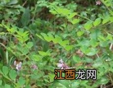 穿山龙的功效与作用与主治 穿山龙的功效与作用