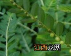 叶下珠的功效与作用可以治肾结石吗 叶下珠的功效与作用