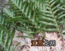 猴子姜泡酒有什么作用和功效 猴子姜泡酒有什么作用