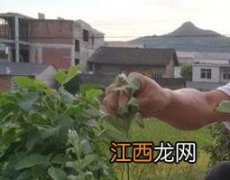 岩姜泡酒的功效和作用可以治腰痛吗 岩姜泡酒的功效和作用