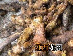 岩姜的作用与功效植物图片 岩姜的作用与功效