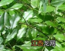 岩马桑泡酒的功效与作用 岩马桑根泡酒功效与作用