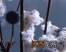 野棉花根泡酒的功效与作用 野棉花根泡酒能喝吗