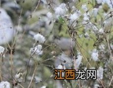 野棉花根的功效与作用及禁忌 野棉花根的功效与作用