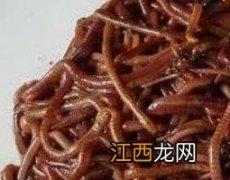 蚯蚓的药用功效与作用中药 蚯蚓的药用功效与作用