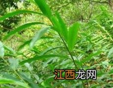 春砂仁浸酒有什么作用和功效 春砂仁浸酒有什么作用