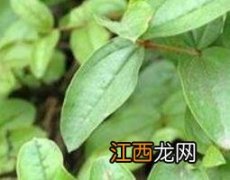 马桑根功效和作用 马桑根的药用价值与功效作用