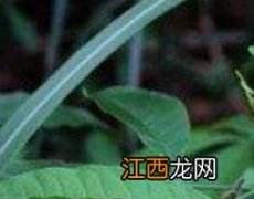 三丫苦的功效与作用禁忌 三丫苦的功效与作用