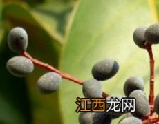 女贞子能直接泡水喝吗有肾襄肿能喝吗 女贞子能直接泡水喝吗