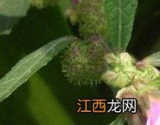 紫金标的功效与作用图片 紫金标的功效与作用